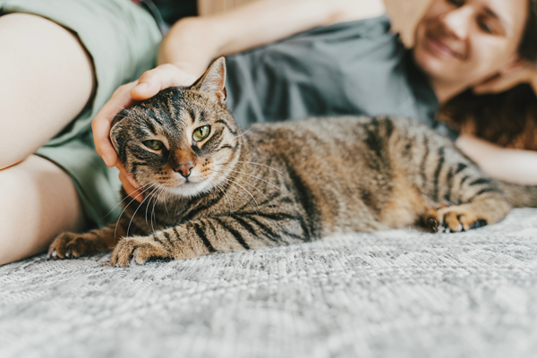 image for National Tabby Day: Can You Judge a Cat by Its Color?